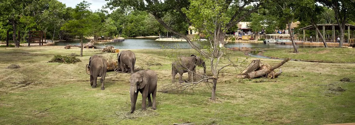 Elephants at the zoo.