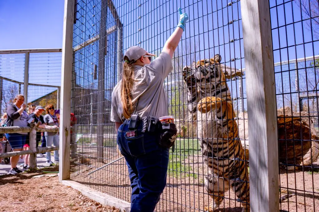 A tiger being fed at Tanganyika Wildlife Park.